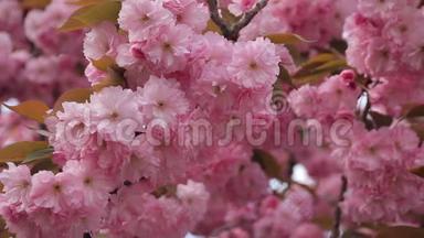 日本东方樱花、樱花、粉嫩嫩枝盛开的春景